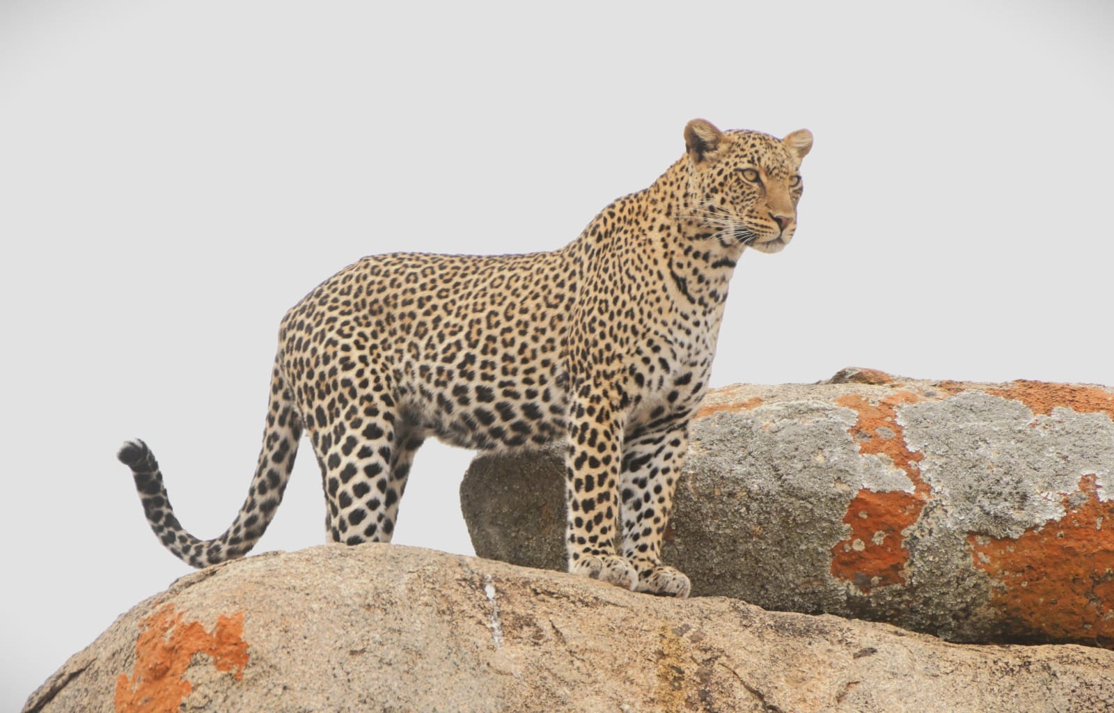 4 Days Tanzania Fly-in Camping Safari